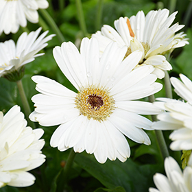Plant Photo 10
