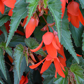 Santa Cruz Sunset Begonia Begonia boliviensis Santa Cruz Sunset