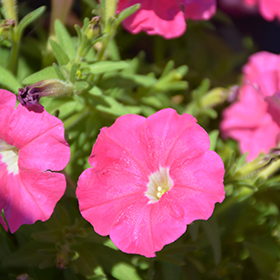 Plant Photo 9
