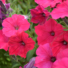 Plant Photo 10
