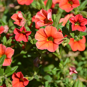 Plant Photo 3