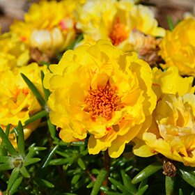 Plant Photo 1