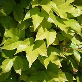 Fenway Park Boston Ivy