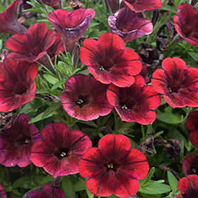 Plant Photo 7