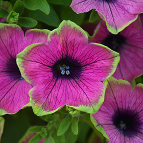 Plant Photo 6