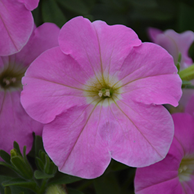 Plant Photo 5