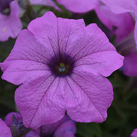 Plant Photo 3
