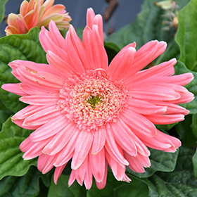 Plant Photo 6