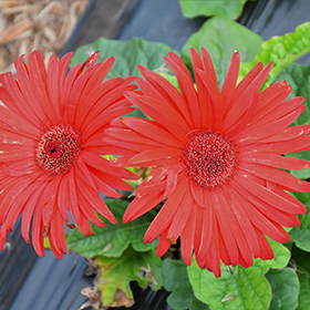 Plant Photo 8