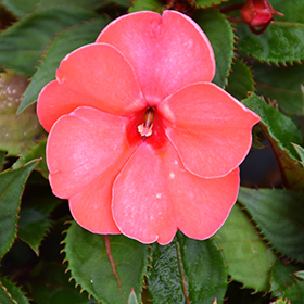 Plant Photo 8