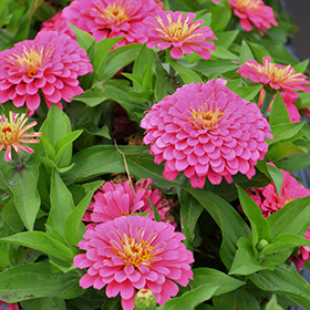 Plant Photo 9