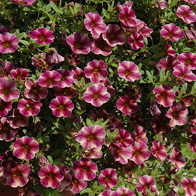 Plant Photo 5