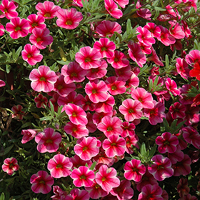Plant Photo 7
