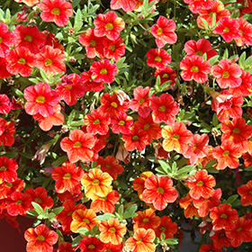 Plant Photo 9