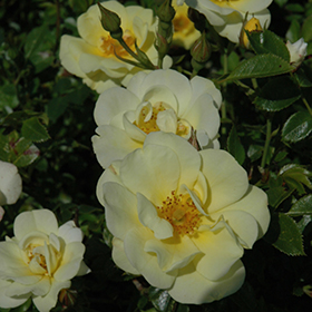 Plant Photo 7