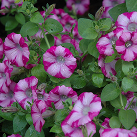 Plant Photo 7