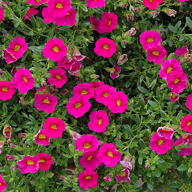 Plant Photo 2