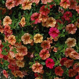 Plant Photo 4