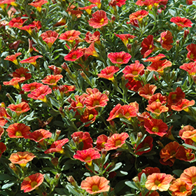 Plant Photo 6