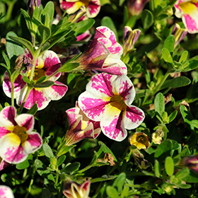 Plant Photo 10