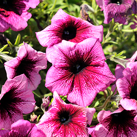 Plant Photo 4