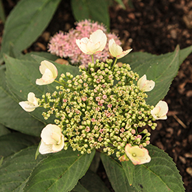 Plant Photo 5
