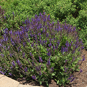 Plant Photo 7