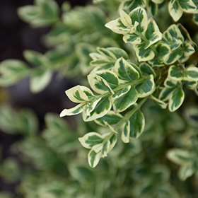 Plant Photo 8