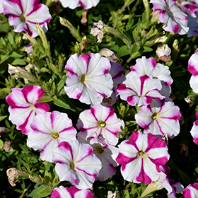 Plant Photo 3