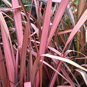Plant Photo 9