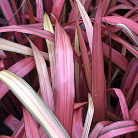 Plant Photo 10