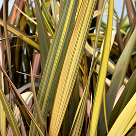 Plant Photo 1