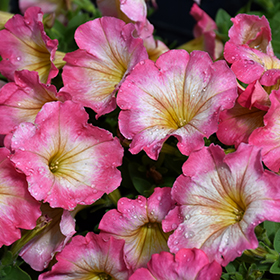 Plant Photo 5