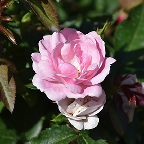 Plant Photo 10