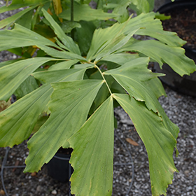 Plant Photo 10