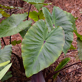 Plant Photo 7