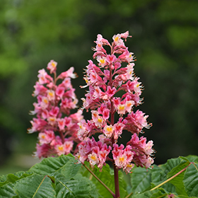 Plant Photo 2