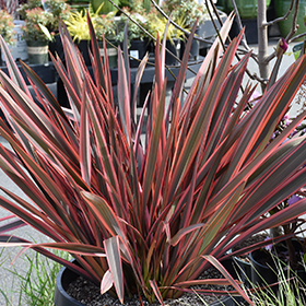 Plant Photo 7