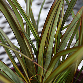 Plant Photo 4