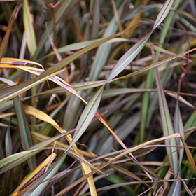 Plant Photo 6