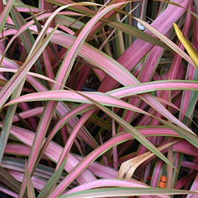 Plant Photo 8