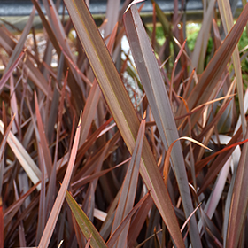 Plant Photo 4