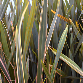 Plant Photo 10