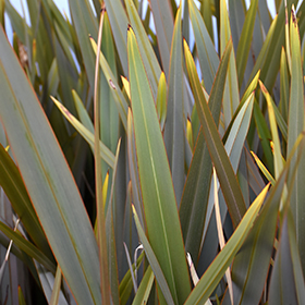 Plant Photo 3