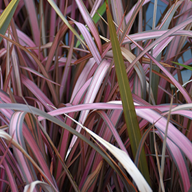 Plant Photo 4