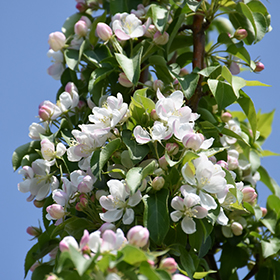 Plant Photo 6