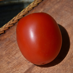 Plant Photo 1