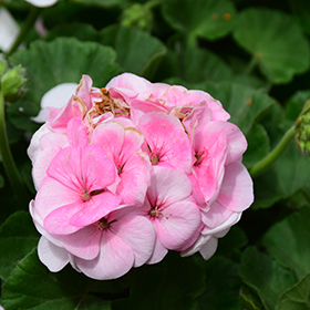 Plant Photo 1
