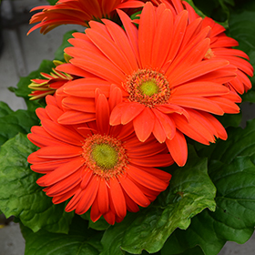 Plant Photo 4