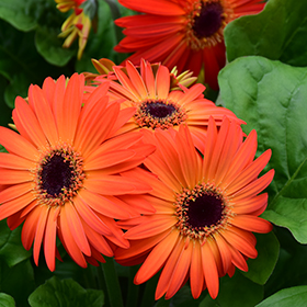 Plant Photo 5